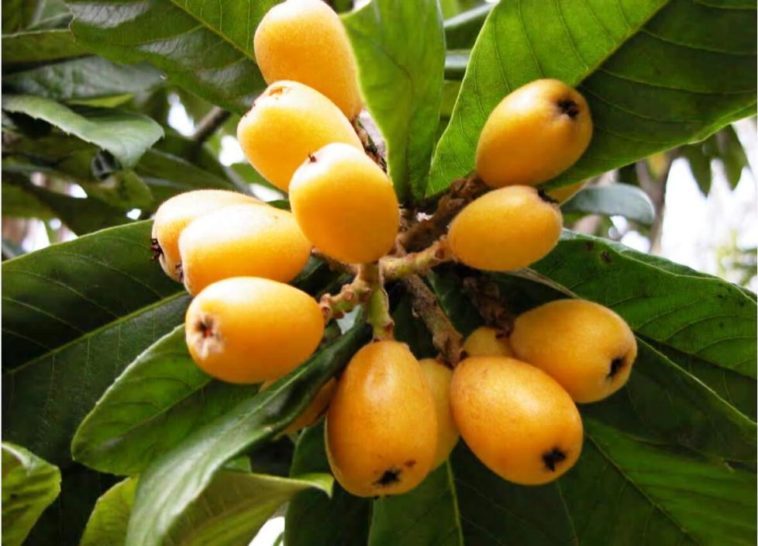 Are loquats expensive?