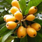 Are loquats expensive?