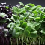 Are microgreens just baby plants?