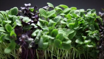 Are microgreens just baby plants?