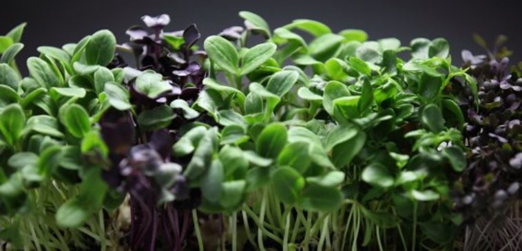 Are microgreens just baby plants?