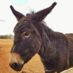 Are mules affectionate?