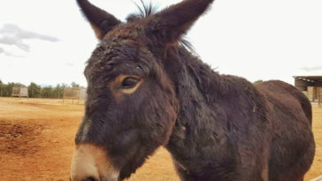 Are mules affectionate?