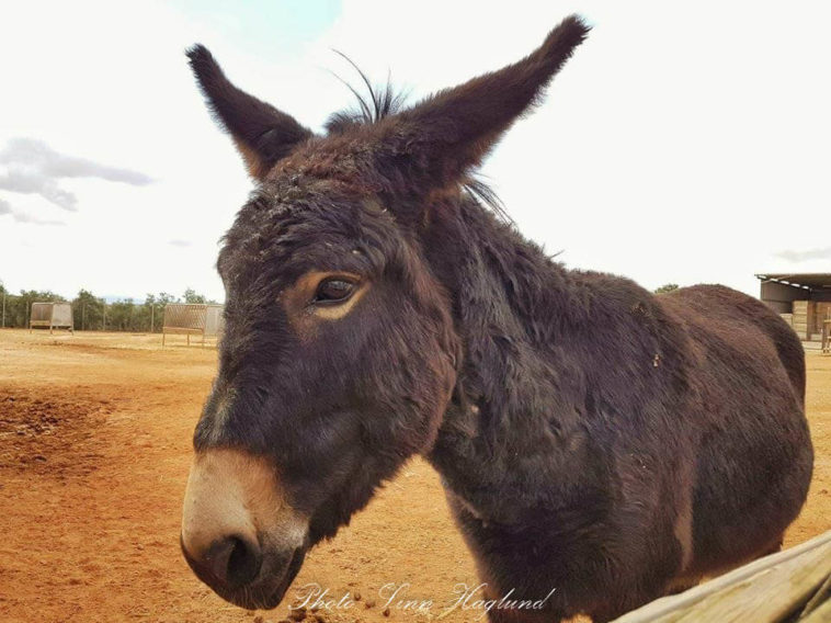 Are mules affectionate?