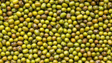 Are mung beans toxic?