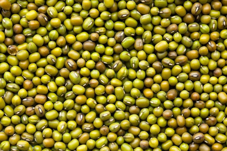 Are mung beans toxic?