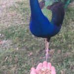 Are peacocks friendly?