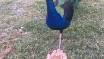 Are peacocks friendly?