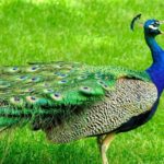Are peacocks good for anything?