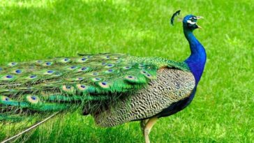 Are peacocks good for anything?