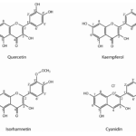 Are phenolic compounds bad for you?