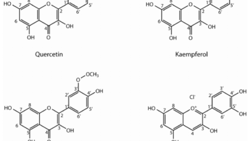 Are phenolic compounds bad for you?