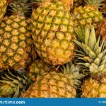 Are pineapples a hybrid fruit?
