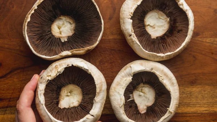 Are portobello mushrooms psychedelic?