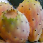 Are prickly pears illegal?
