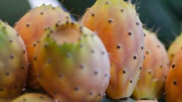 Are prickly pears illegal?