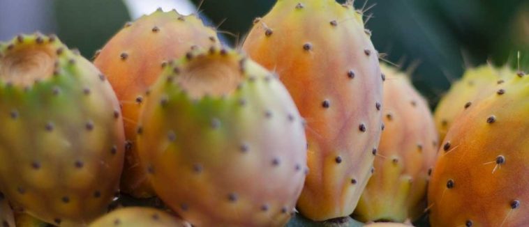 Are prickly pears illegal?