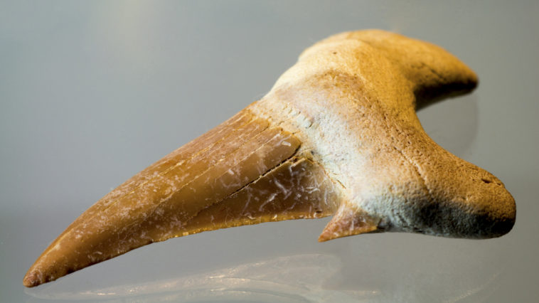 Are shark teeth worth money?