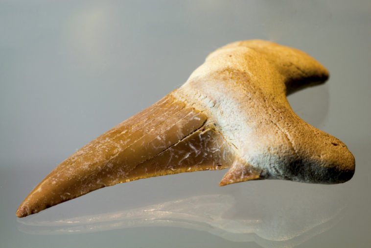 Are shark teeth worth money?