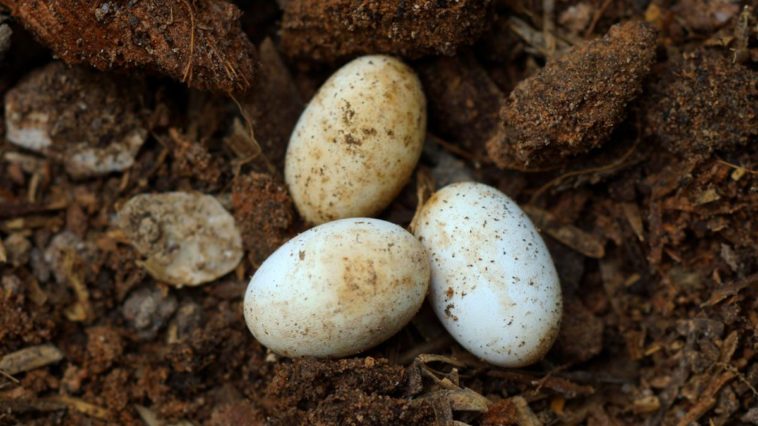Are snake eggs edible?