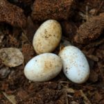 Are snake eggs edible?