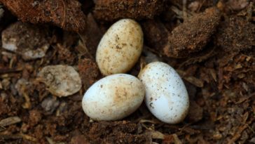 Are snake eggs edible?