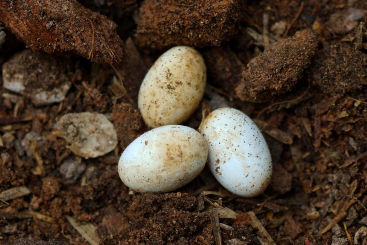 Are snake eggs edible?