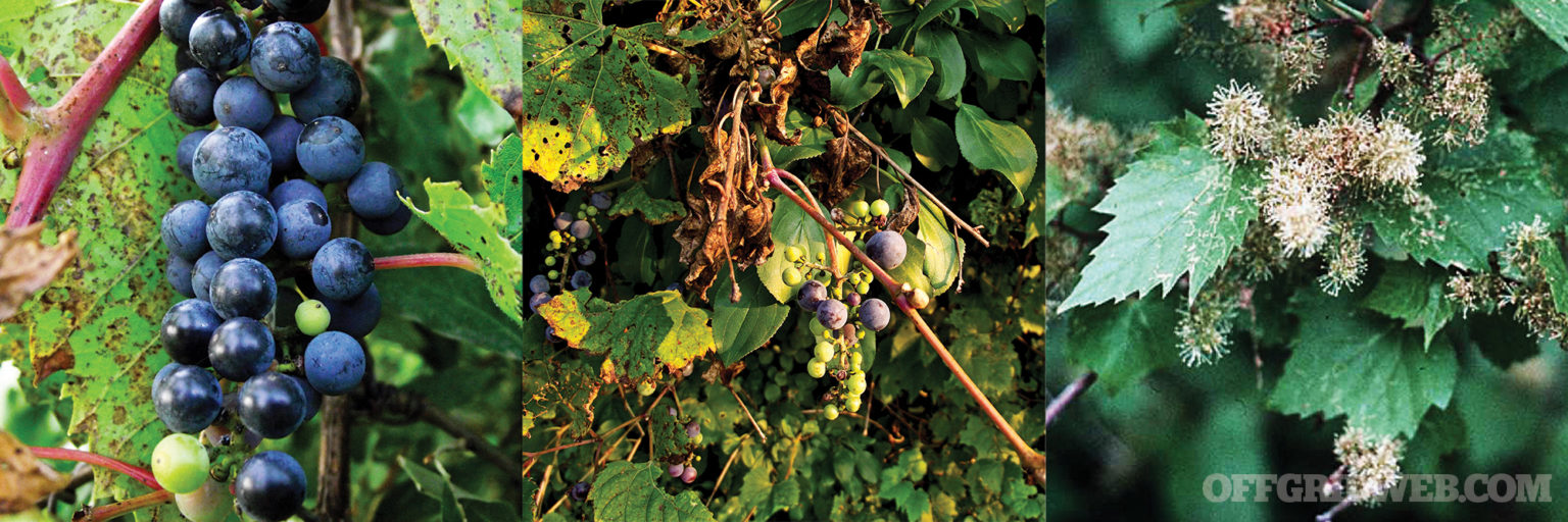 Are there any poisonous wild grapes?