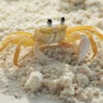 Are there crabs on Myrtle Beach at night?