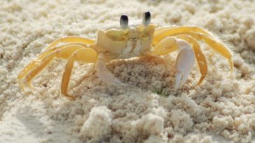 Are there crabs on Myrtle Beach at night?