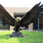 Are there giant eagles in Florida?
