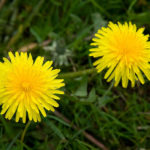 Are there two types of dandelions?