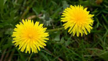 Are there two types of dandelions?