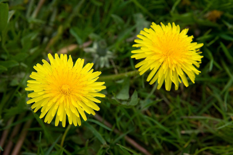 Are there two types of dandelions?