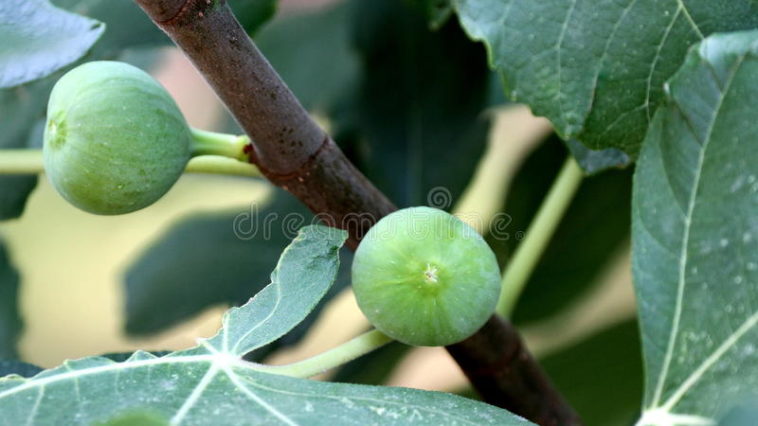 Are unripe figs poisonous?