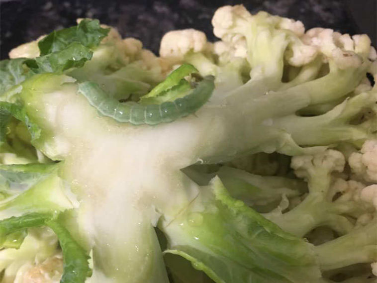 Are worms in cauliflower dangerous?