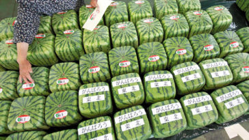 Are yellow watermelons genetically modified?
