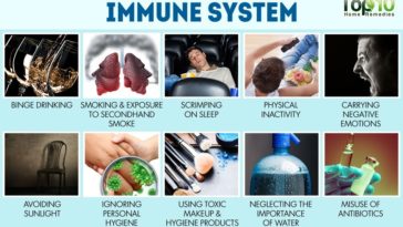 At what age does your immune system weaken?