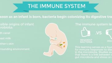At what age is your immune system strongest?