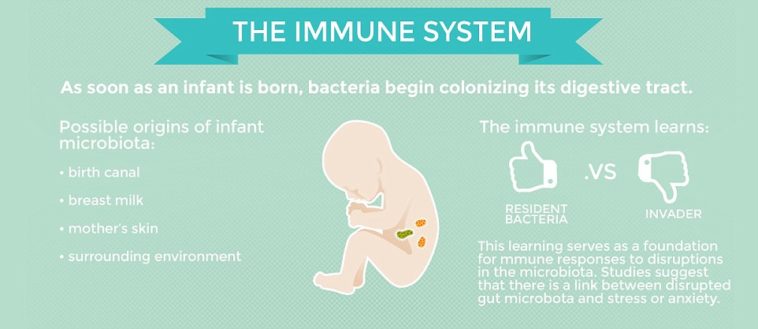 At what age is your immune system strongest?
