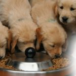 At what age should you stop feeding your puppy puppy food?