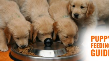 At what age should you stop feeding your puppy puppy food?