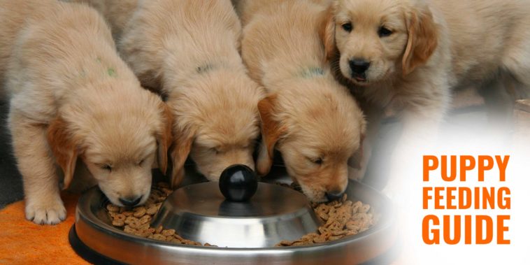 At what age should you stop feeding your puppy puppy food?