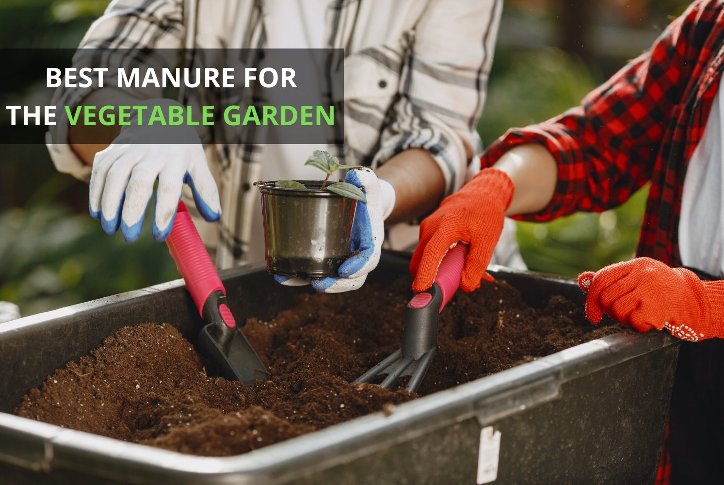 What's the best manure for vegetable gardens?