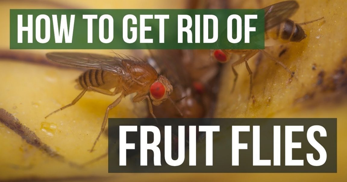 What do fruit flies hate?