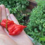 Can Carolina Reaper kill you?