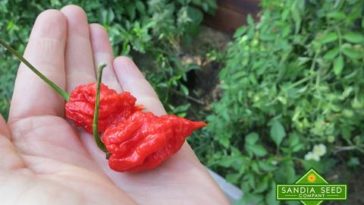 Can Carolina Reaper kill you?