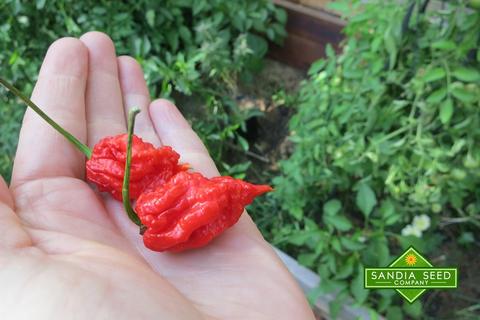 Can Carolina Reaper kill you?