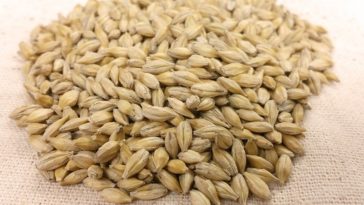 Can I eat barley everyday?