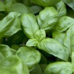 Can I eat basil leaves Raw?